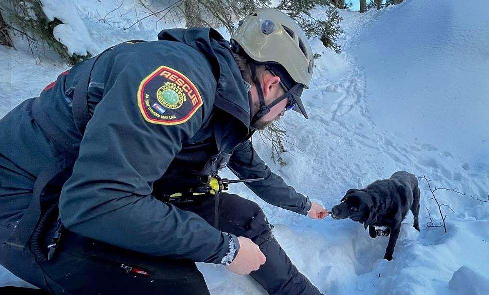 Colorado Dog Rescued After Being Trapped On A Frozen Waterfall. How Did They Save It?