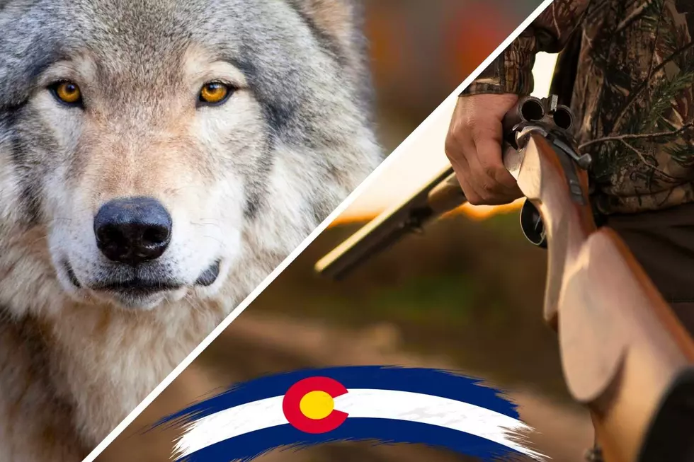 What’s the Latest on Colorado’s ‘Gray Wolf Problem?’