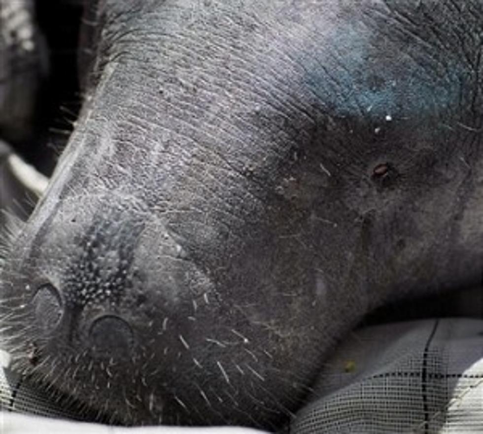 Not Sure Who You Are Picking For The Big Game?  Let A Manatee Help!