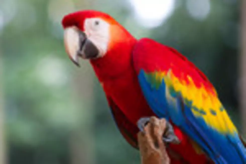 Freaky Friday- Parrot’s Behavior Leads Police To Murderer