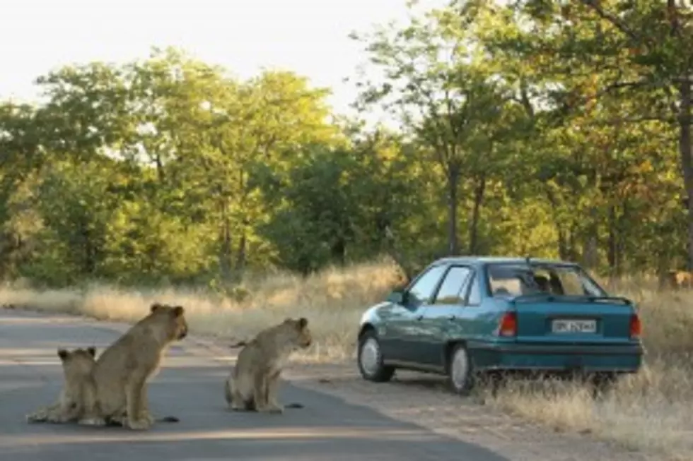 Lion Opens Car Door During Safari [VIDEO]