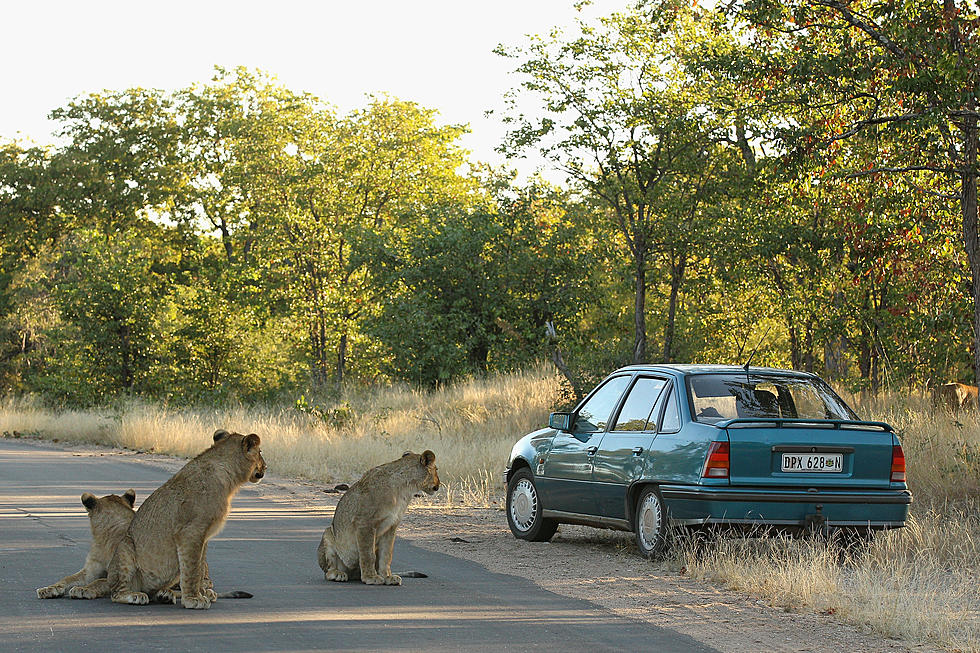 Lion Opens Car Door During Safari [VIDEO]