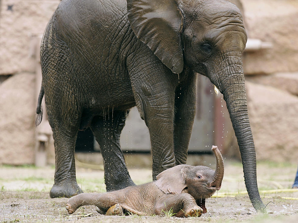 Baby Elephant Has a Case of the Mondays [VIDEO]