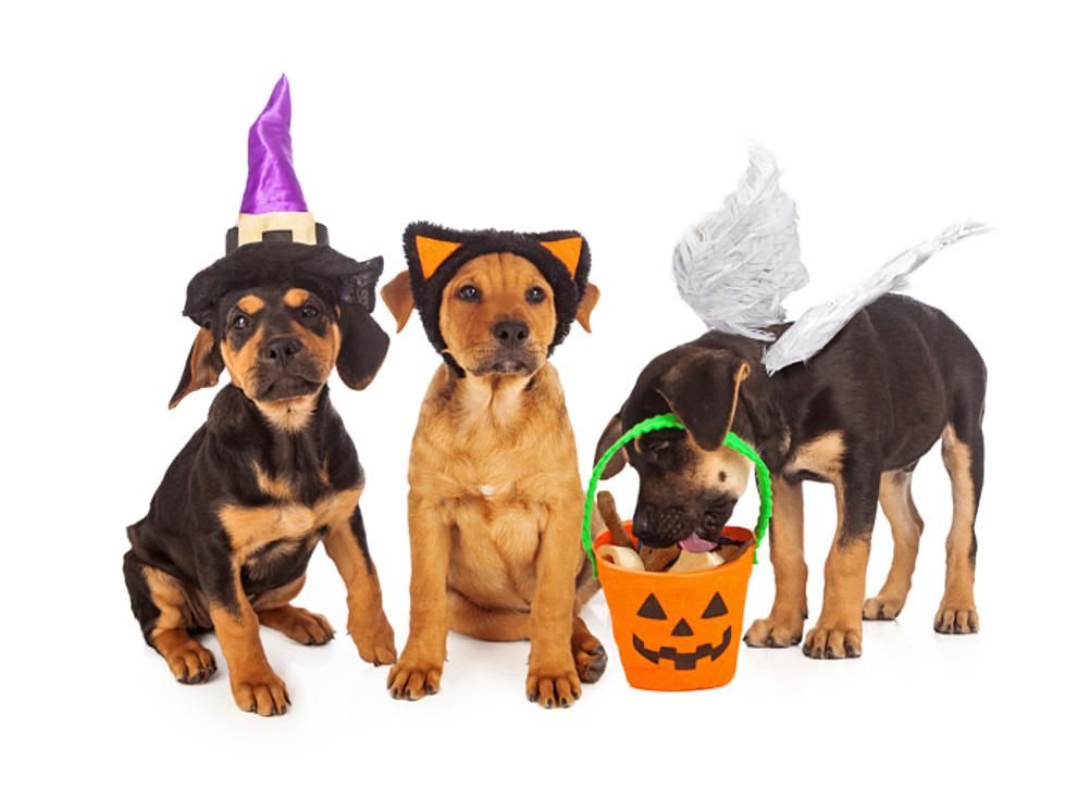 Are You Going To Dress Your Pet Up For Halloween
