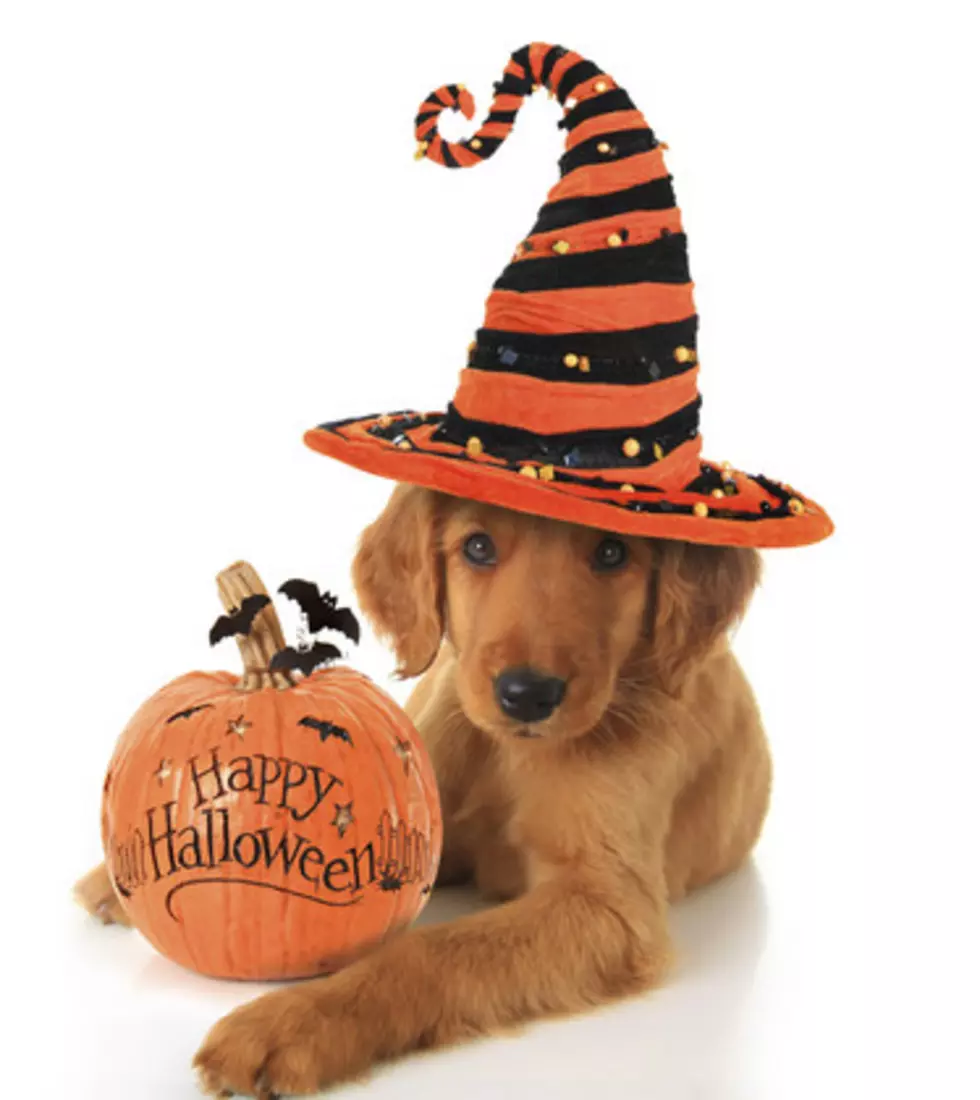 Keep Your Pet Safe This Halloween