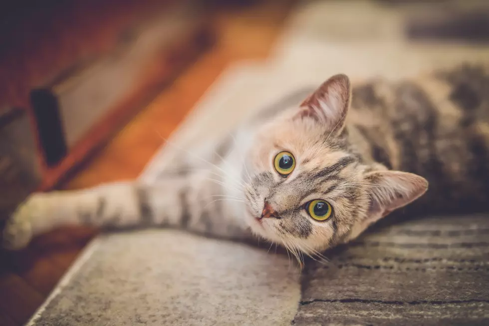 What To Know Before Taking In A Stray Cat
