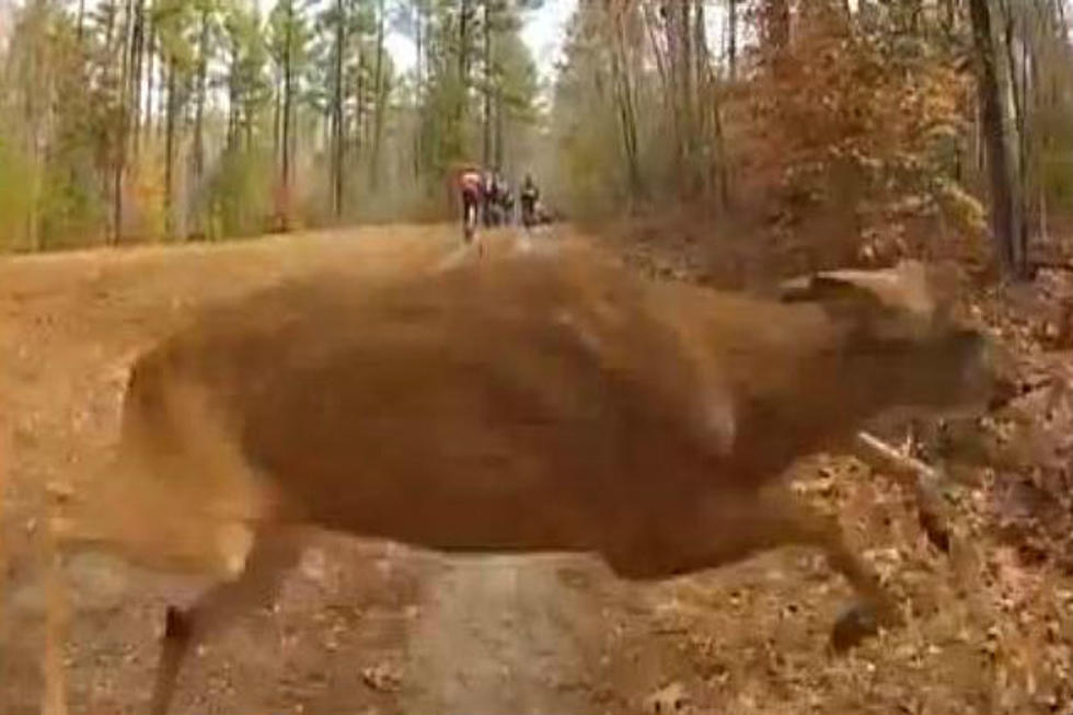 Watch This Cyclist Get Hit By A Deer [VIDEO]