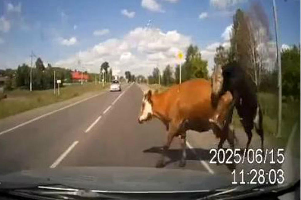 Car in Russia Hits Two Cows Mid-Coitus [VIDEO]