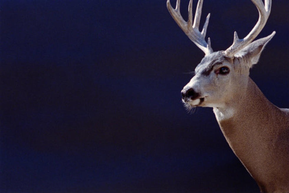 ND Deer Lottery Applications Are Open