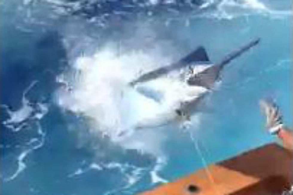 Watch This Marlin Jump Into a Boat and Nearly Stab a Guy [VIDEO]