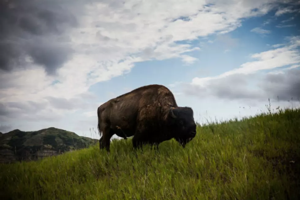 Vote Theodore Roosevelt National Park the Nation’s Best Presidential Attraction
