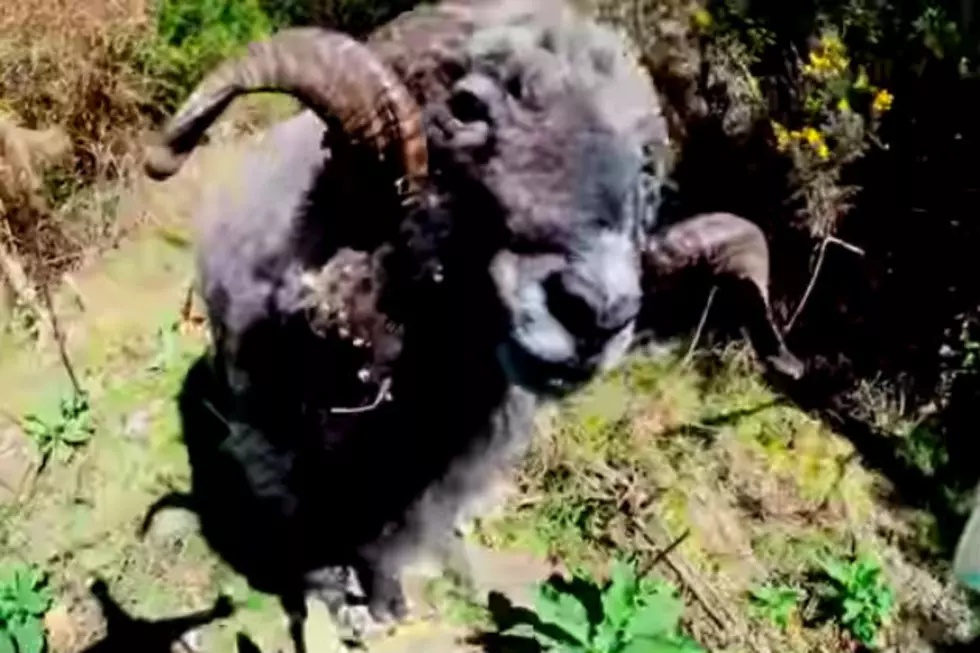 Angry Ram Takes Down Drone and Its Owner [VIDEO]