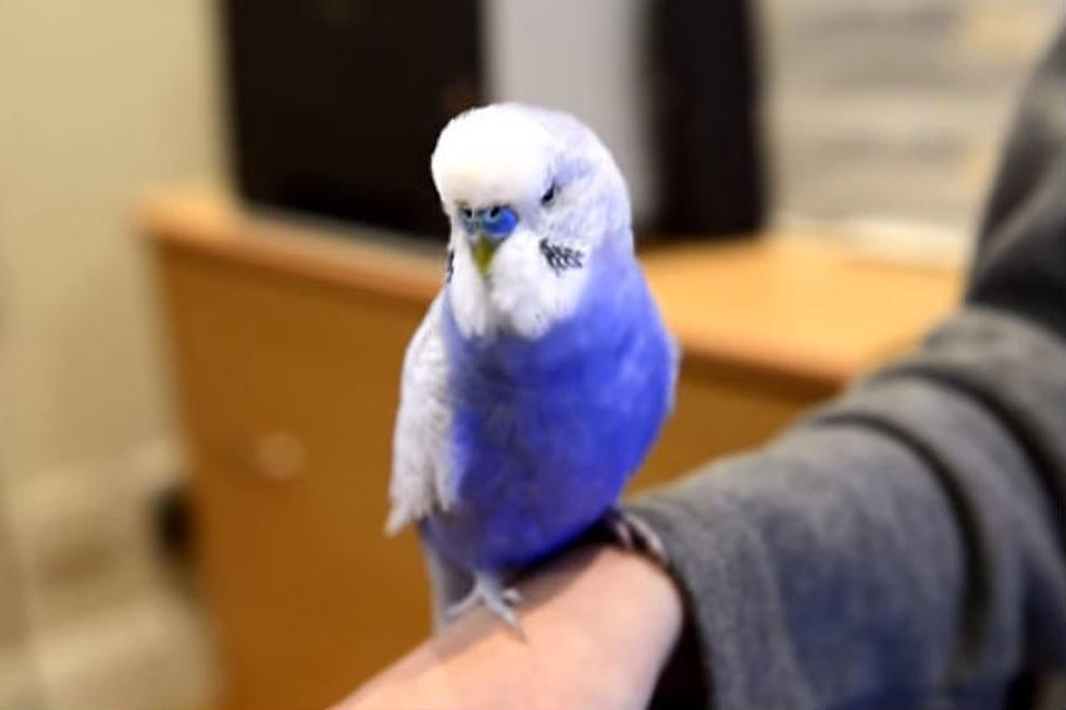 This Bird Sounds Just Like R2-D2 from ‘Star Wars’ [VIDEO]