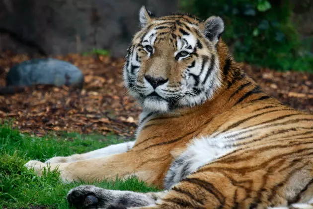 Three-Legged Tiger Bites Fargo Native After She Sneaks Into Omaha Zoo