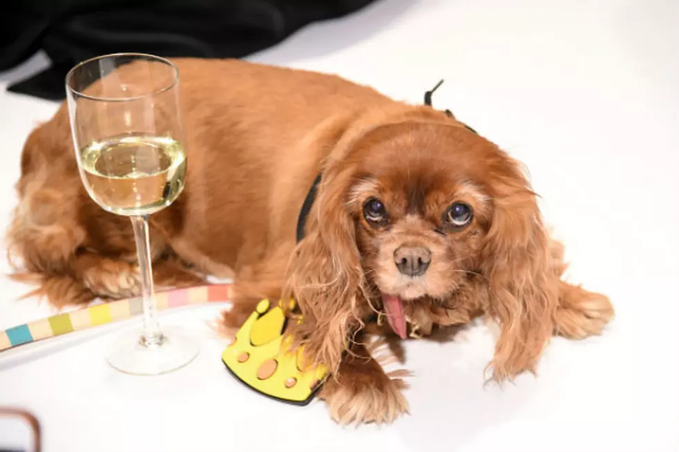 Wags, Whiskers & Wine a Benefit for Furry Friends Rockin’ Rescue Set for Tuesday, February 23rd