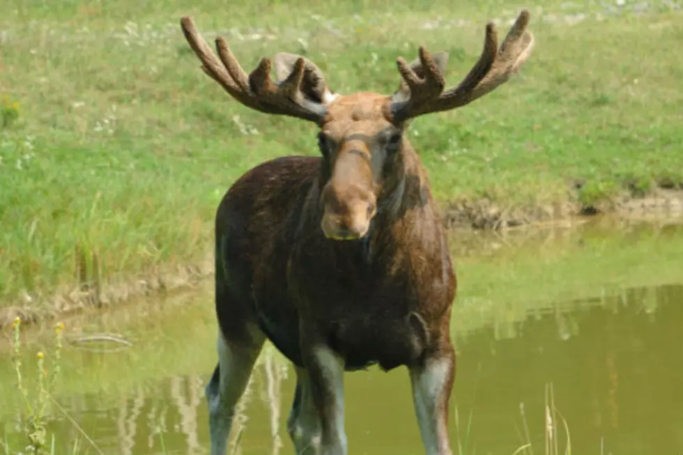 Loose Moose Wander Around North Bismarck Thursday [VIDEO]