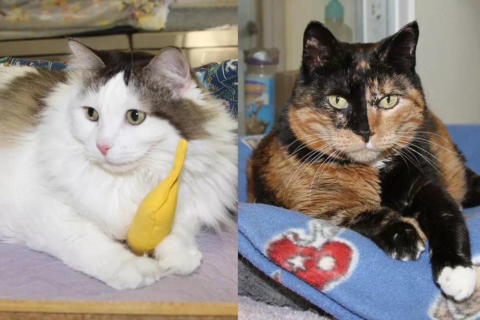 Two Bismarck-Mandan Shelter Cats Are Looking for a Forever Home