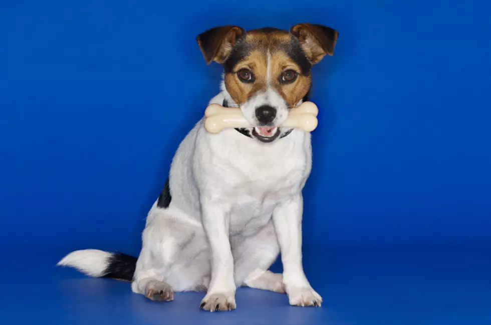 FDA Warns Dog Owners Not to Buy Bone Treats