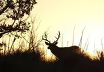 Chronic Wasting Disease for Deer and  How can Hunters Help.