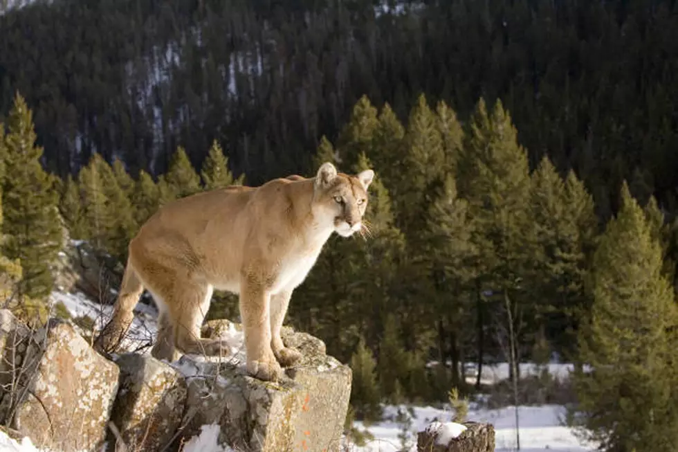 Mountain Lion Sighting #3