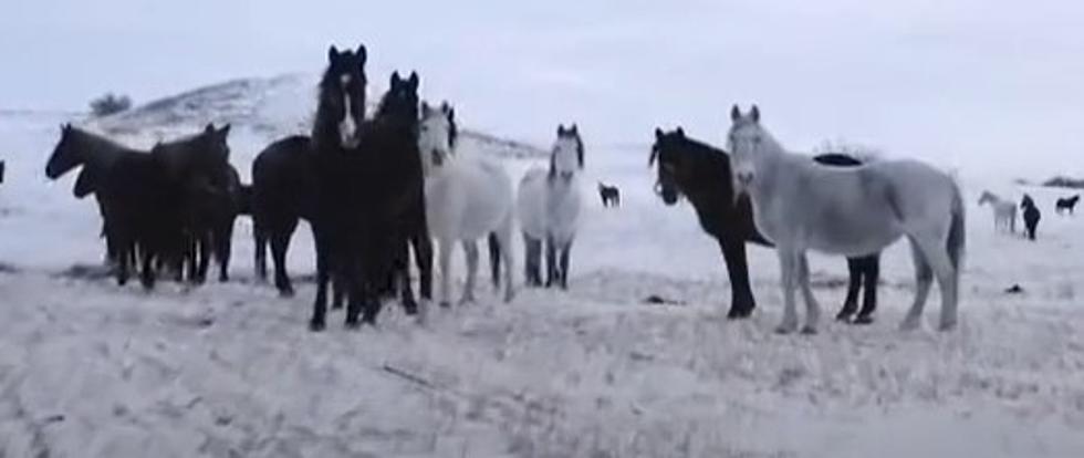 “Vanishing Knowledge” A Film About Nokota Horses