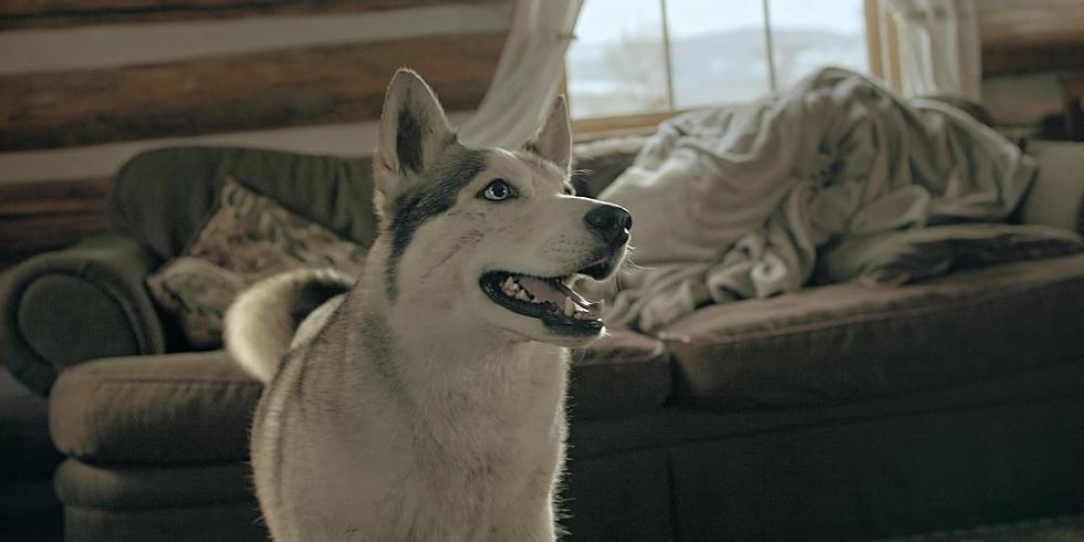 “The Year Of The Dog” – A Movie About Hope And Recovery