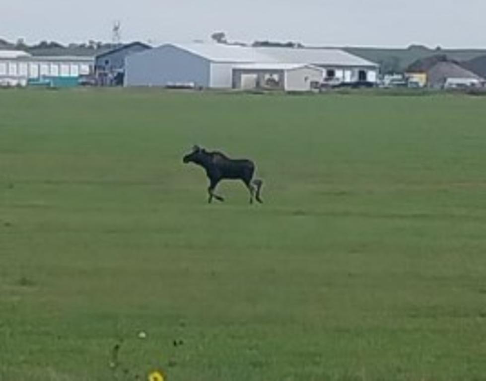 Apparently There Was A Moose LOOSE In Bismarck Today
