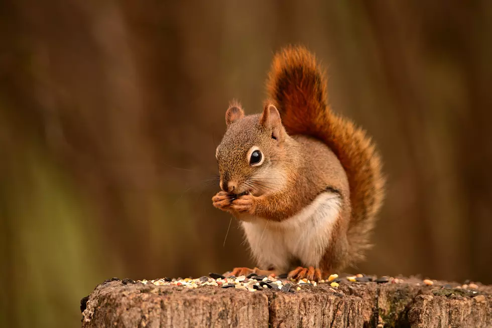 Sneaky Critters Are Driving Minot Residents NUTS