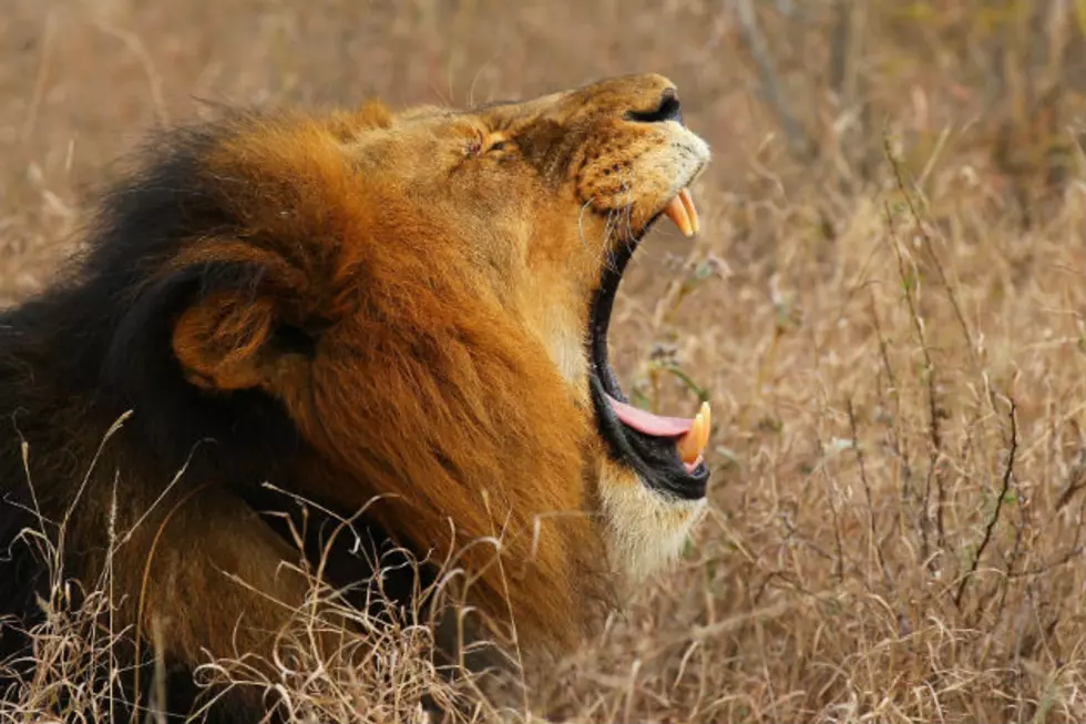 North Dakota Native Revealed as Killer of Zimbabwe’s Beloved Lion