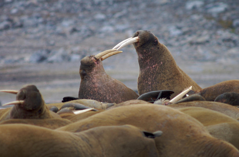 Hooray for Lack of Walruses
