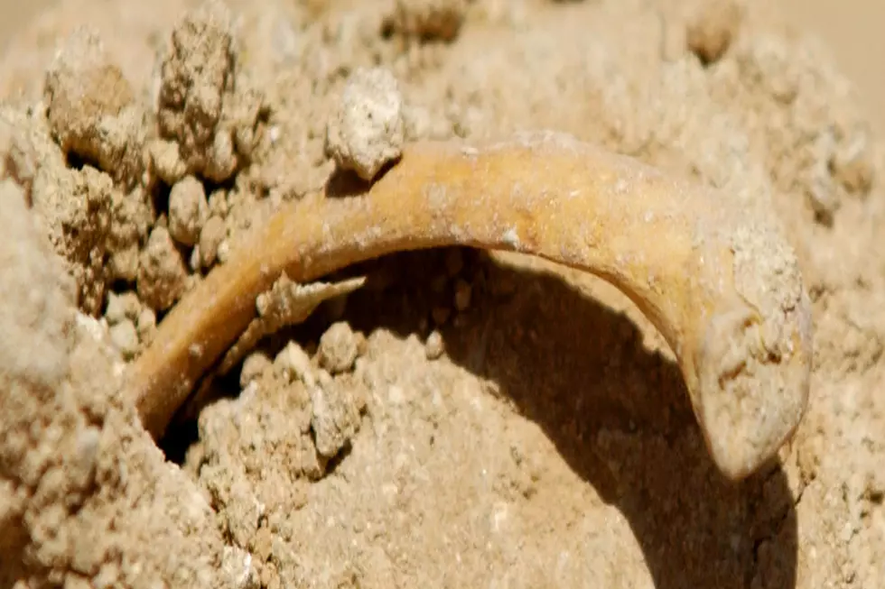 Jaw Bone Found In the Missouri River in Bismarck