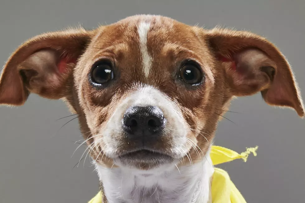 Who North Dakotans Should Cheer for in This Year's Puppy Bowl