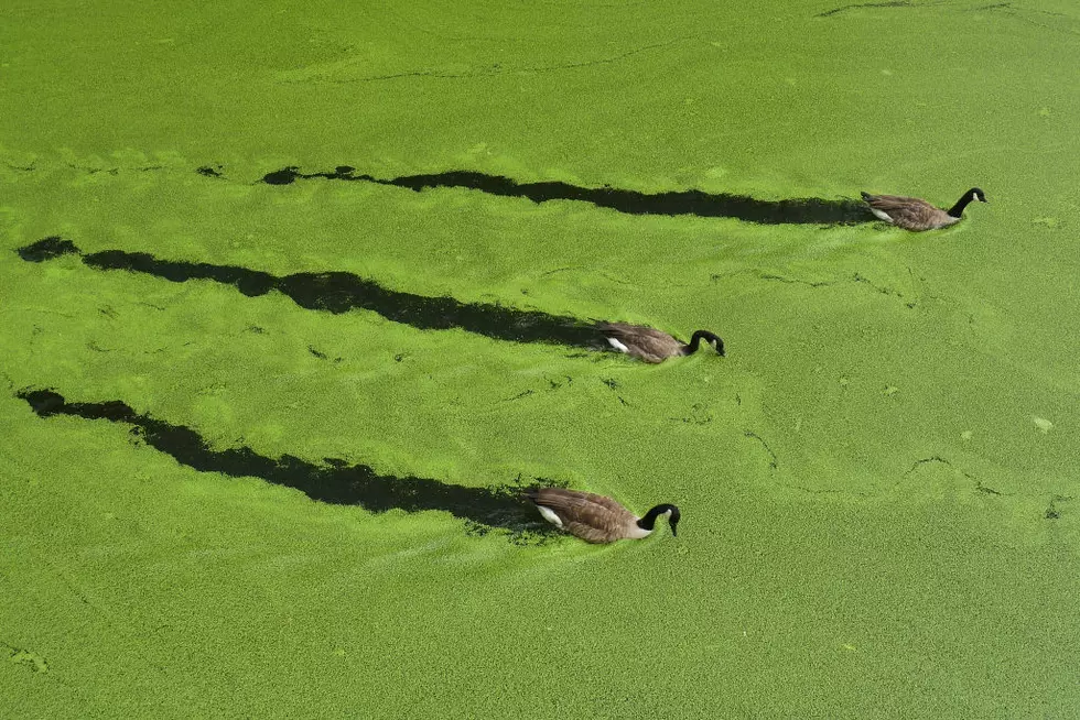 Hey Everybody, Don’t Play In The Blue-Green Algae.