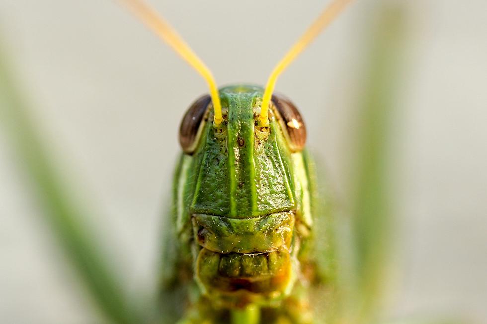Grasshoppers Are Prowling The Fences In North Dakota.