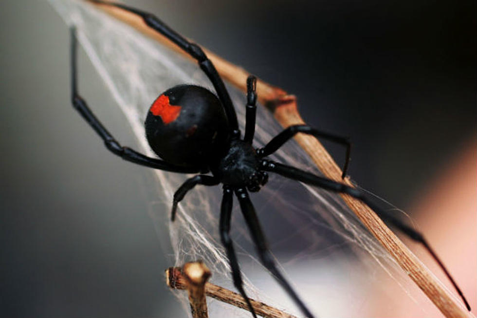 [UPDATED] Bismarck-Mandan Resident Finds Black Widow Spider in Bag of Grapes