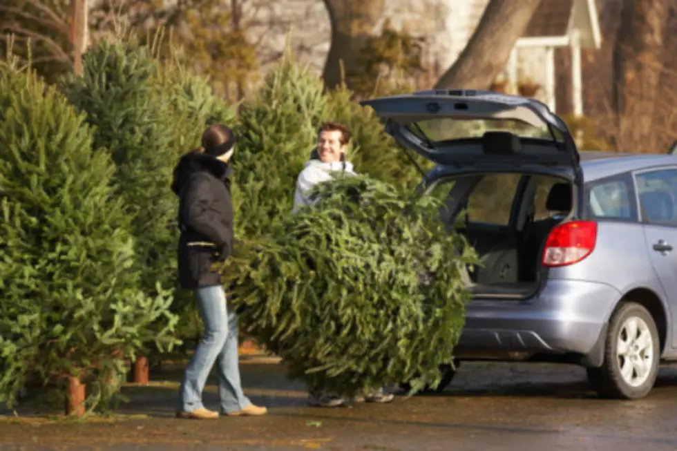 Places Where You Can Buy a Christmas Tree in Bismarck-Mandan