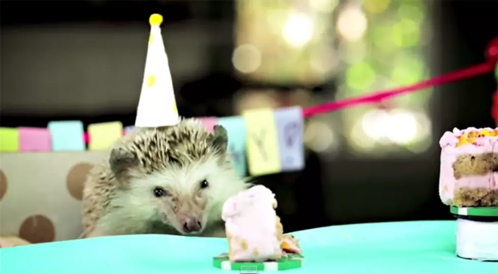 Tiny Birthday For A Tiny Hedgehog Is Cutest Thing You’ll See This Week [VIDEO]