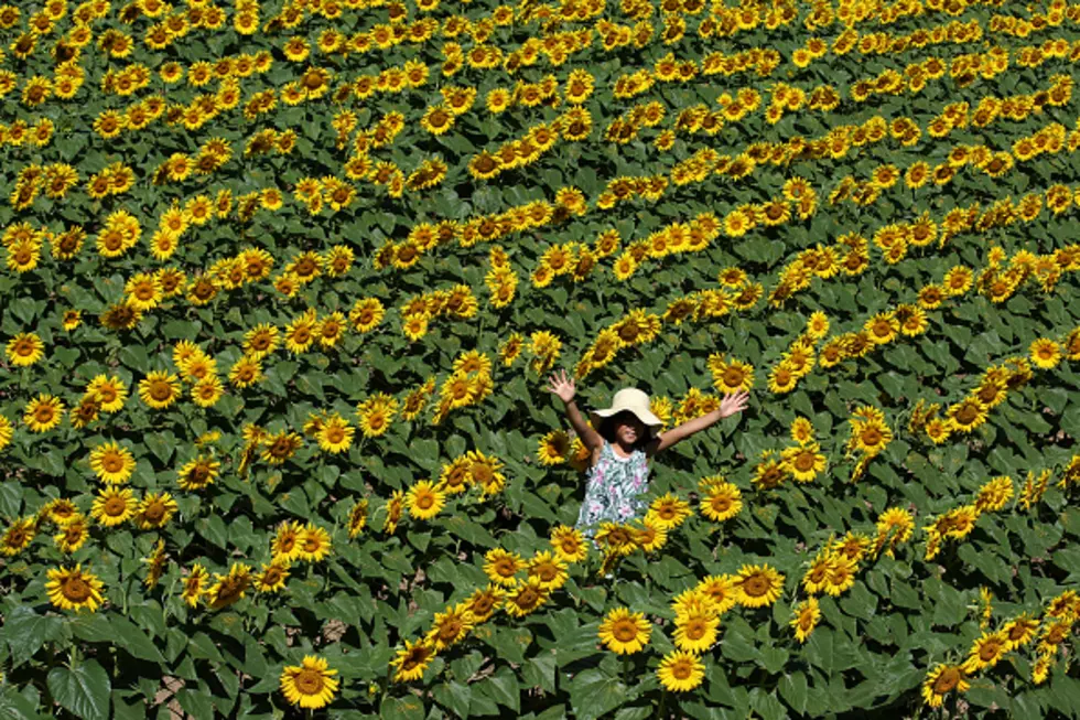 This Drone Footage of Sunflowers Will Bring Back Warm Memories of Summer