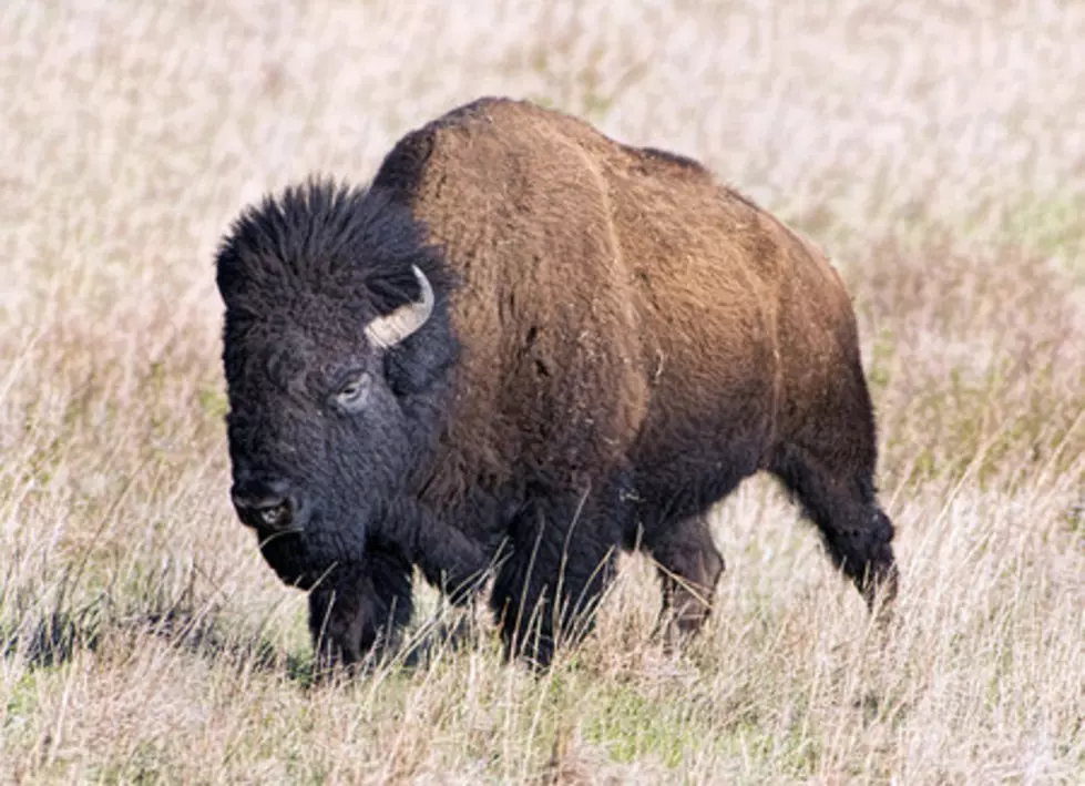 Bison Are Rounded Up at Theodore Roosevelt National Park