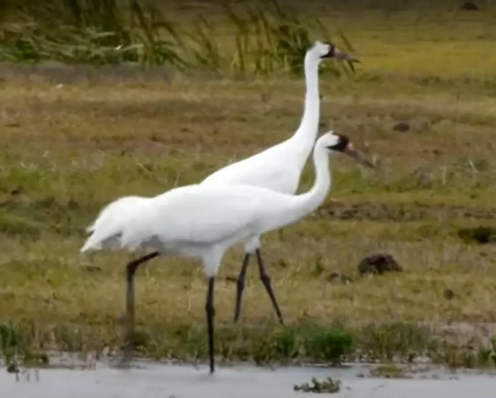 North Dakotans are Asked to be on the Lookout for Migrating Whooping Cranes