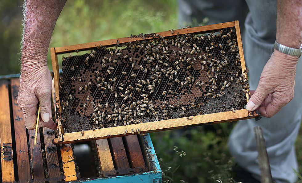 Is it Legal in North Dakota for Just Anybody to Own Honeybees?