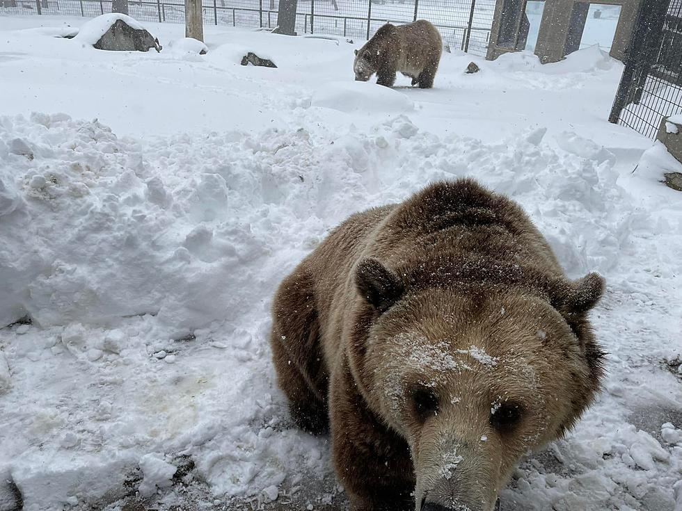 Dakota Zoo Pushes Back Summer Hours After Spring Blizzard