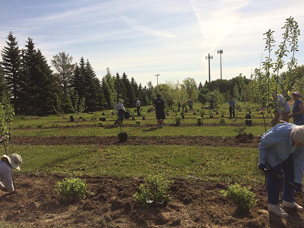 Bismarck Parks Seeking Help For Community Orchard Spring Clean-up Event
