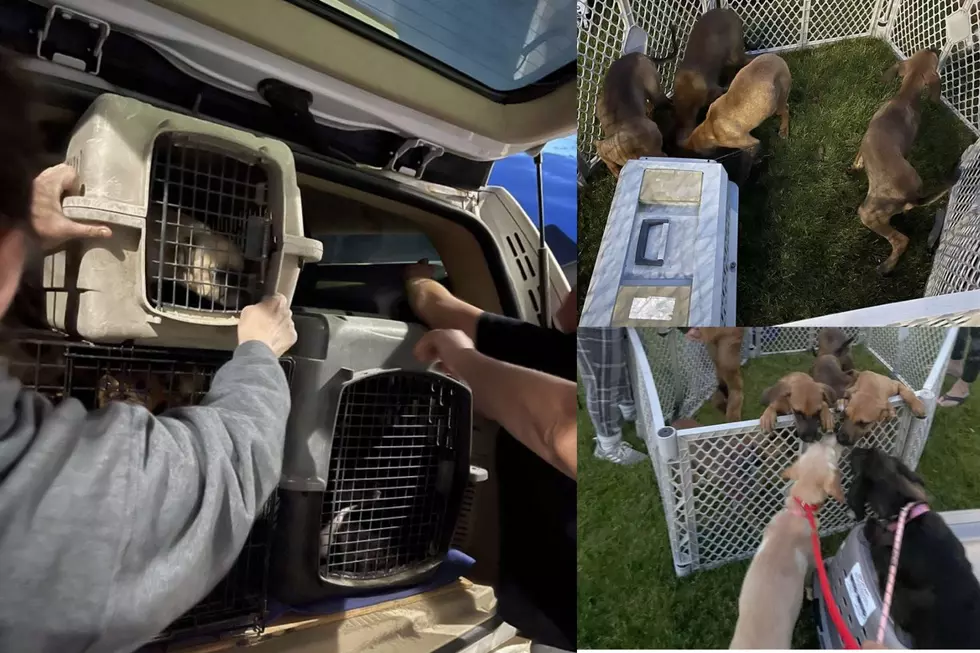 Bisman Dog Rescue Saves Nearly 40 Dogs From The Streets Of Texas