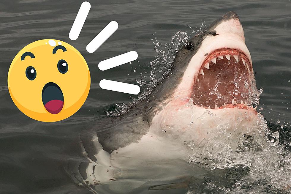 Here's How You Can See A Shark In Bismarck! 