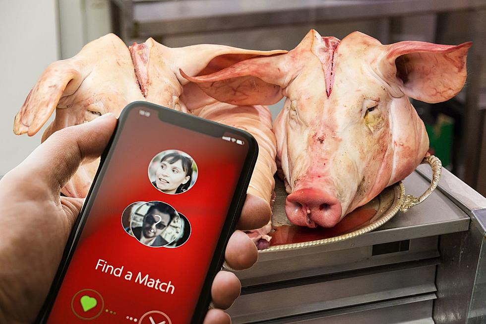 North Dakotans Beware: New 'Pig Butchering' Dating Scam