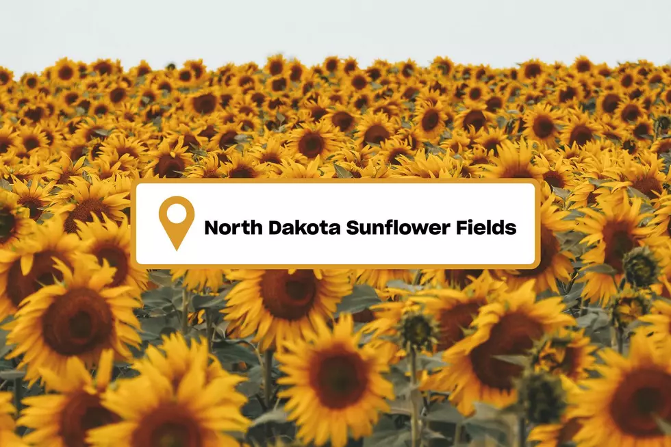 Sunflowers Are Back In North Dakota, Here’s Where You Can Find Them