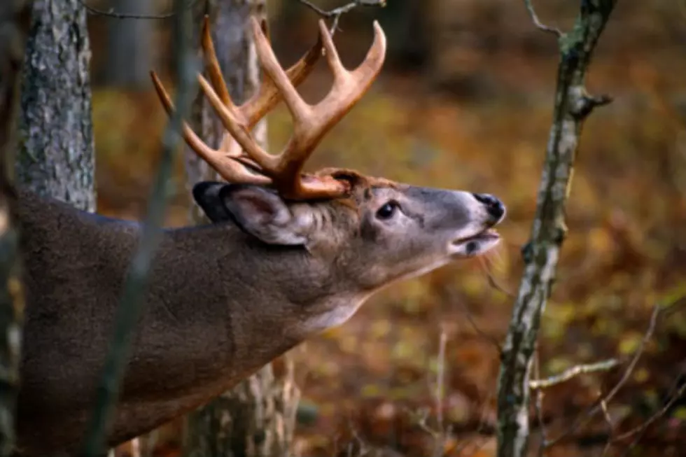 Gun Season for Deer Opens in North Dakota November 8th