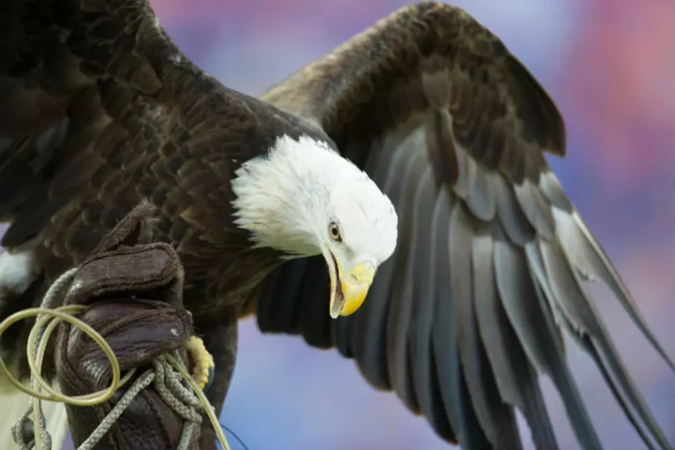 Reward Offered in Killing of Bald Eagle in South Dakota