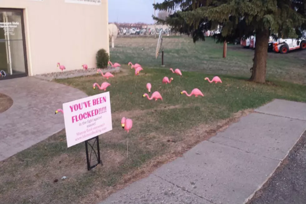 1033 US Country Has Been Flocked Again!
